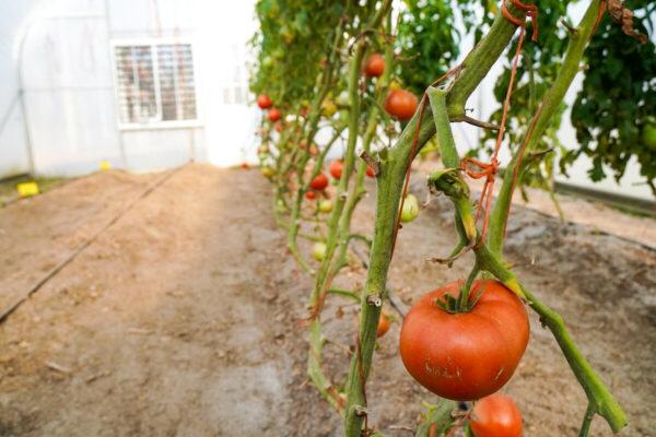 A tomato in the greenhouse of Mike and Darlene Moyers at their farm near Knoxville, Tenn., on Dec. 2, 2021. (Jackson Elliott/The Epoch Times)
