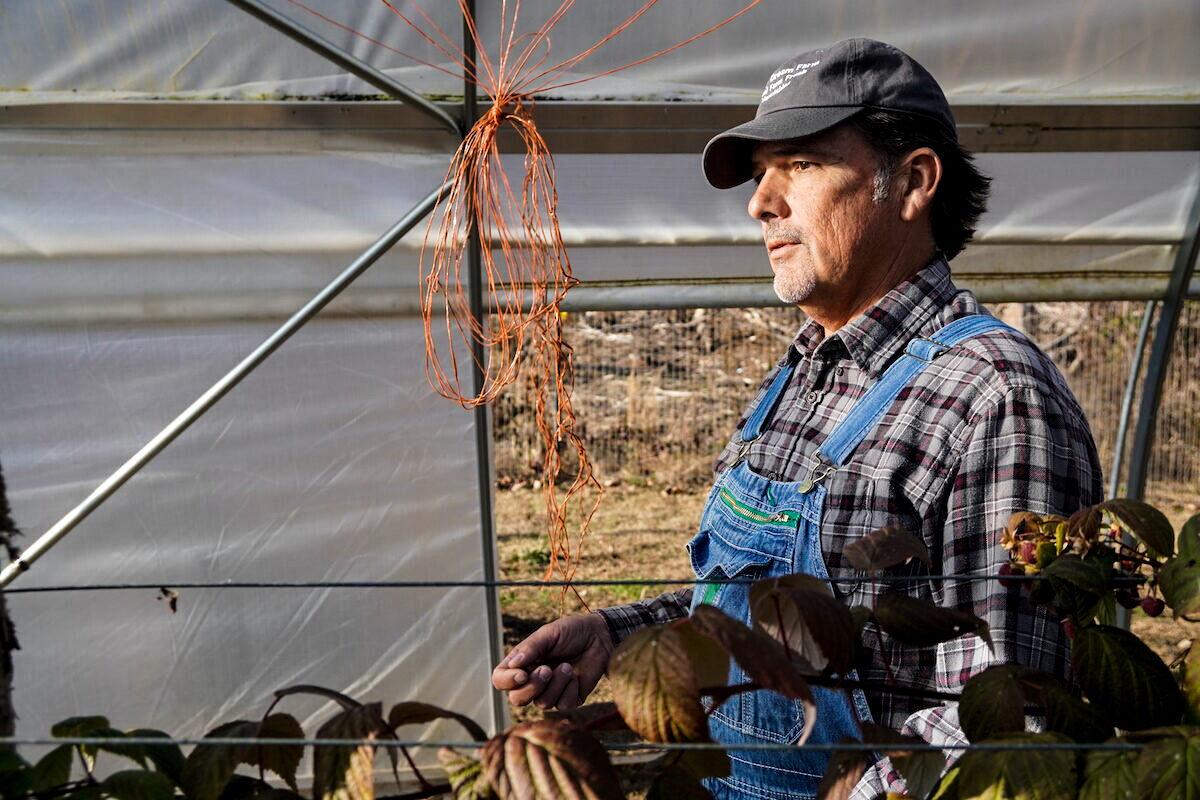 Farmer Mike Myers inspects the tomato greenhouse at his farm near Knoxville, Tenn., on Dec. 2, 2021. (Jackson Elliott/The Epoch Times)