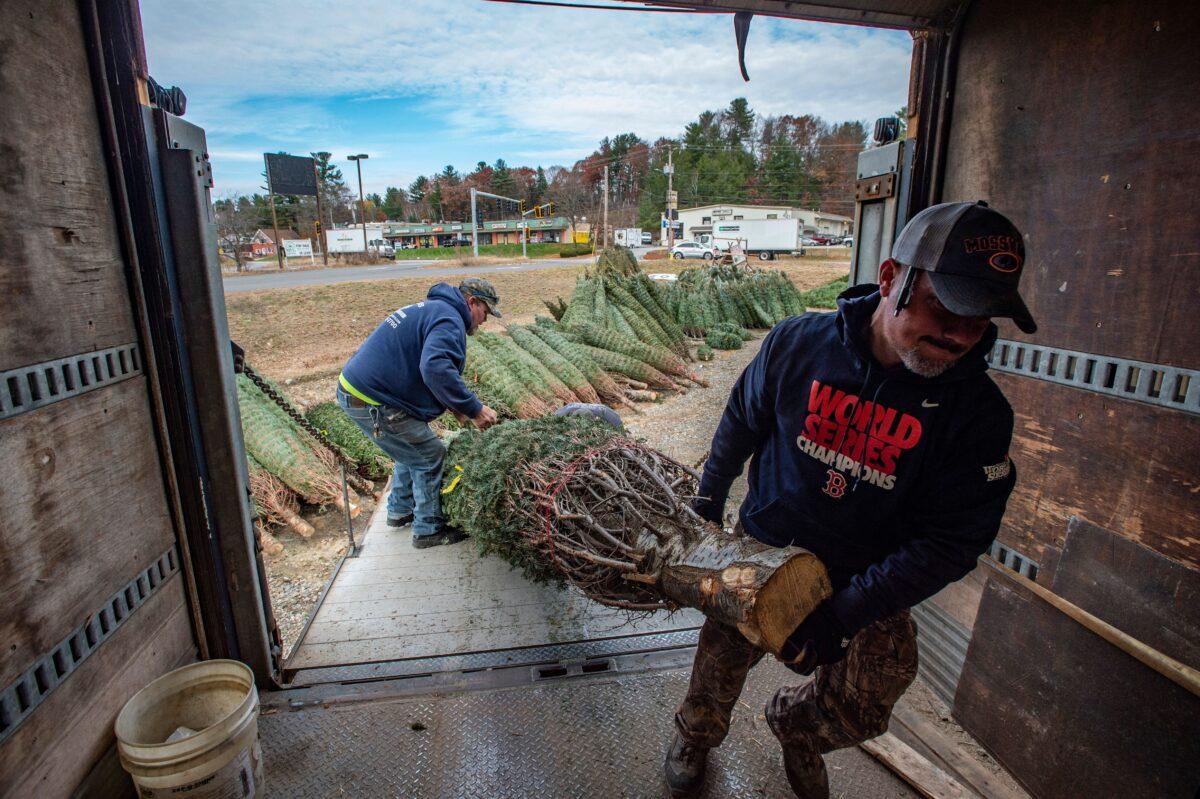 A tree is loaded into a box truck as part of a large tree order at North Pole Xmass Trees in Nashua, New Hampshire, on Nov. 21, 2021. (Joseph Prezioso/AFP via Getty Images)