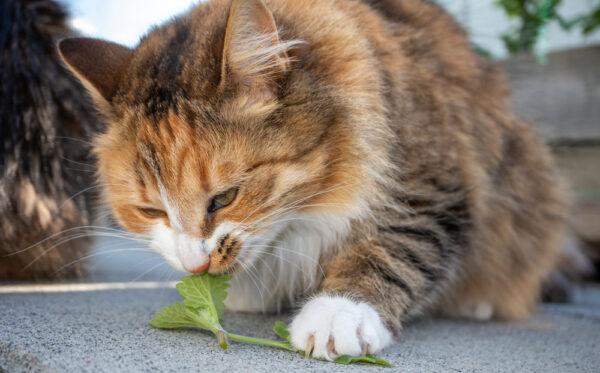 Many cats have a gene that attracts them to mint, as shown in this undated photo. They're also more likely than dogs to eat marijuana buds, but seem less attracted to THC-containing baked goods. (sophiecat/Shutterstock)