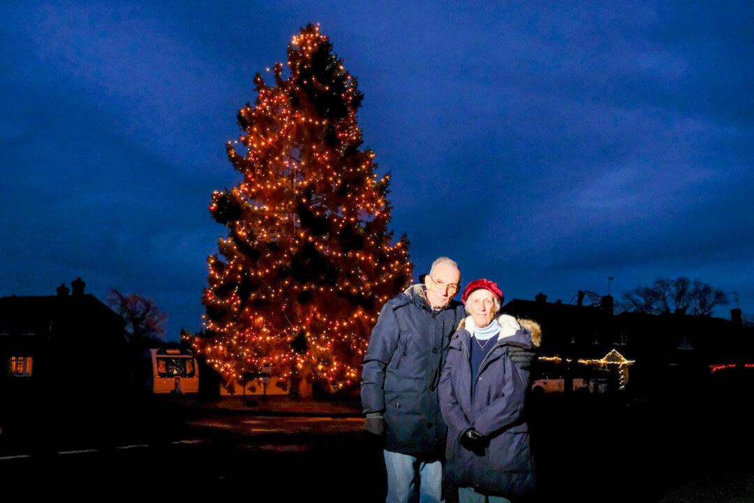 Christmas Tree Planted on Elderly UK Couple’s Property in 1978 Is Now 50 Feet Tall