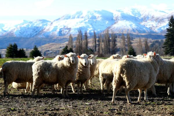 Sheep on farmland at the base of the crown range are seen in Queenstown, New Zealand, on June 25, 2020. (Hannah Peters/Getty Images)