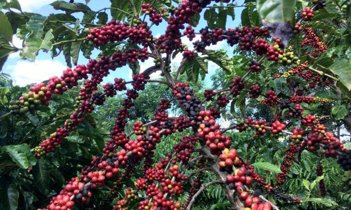 Experts Count Coffee Trees in Brazil as Prices Hit 10-year Highs