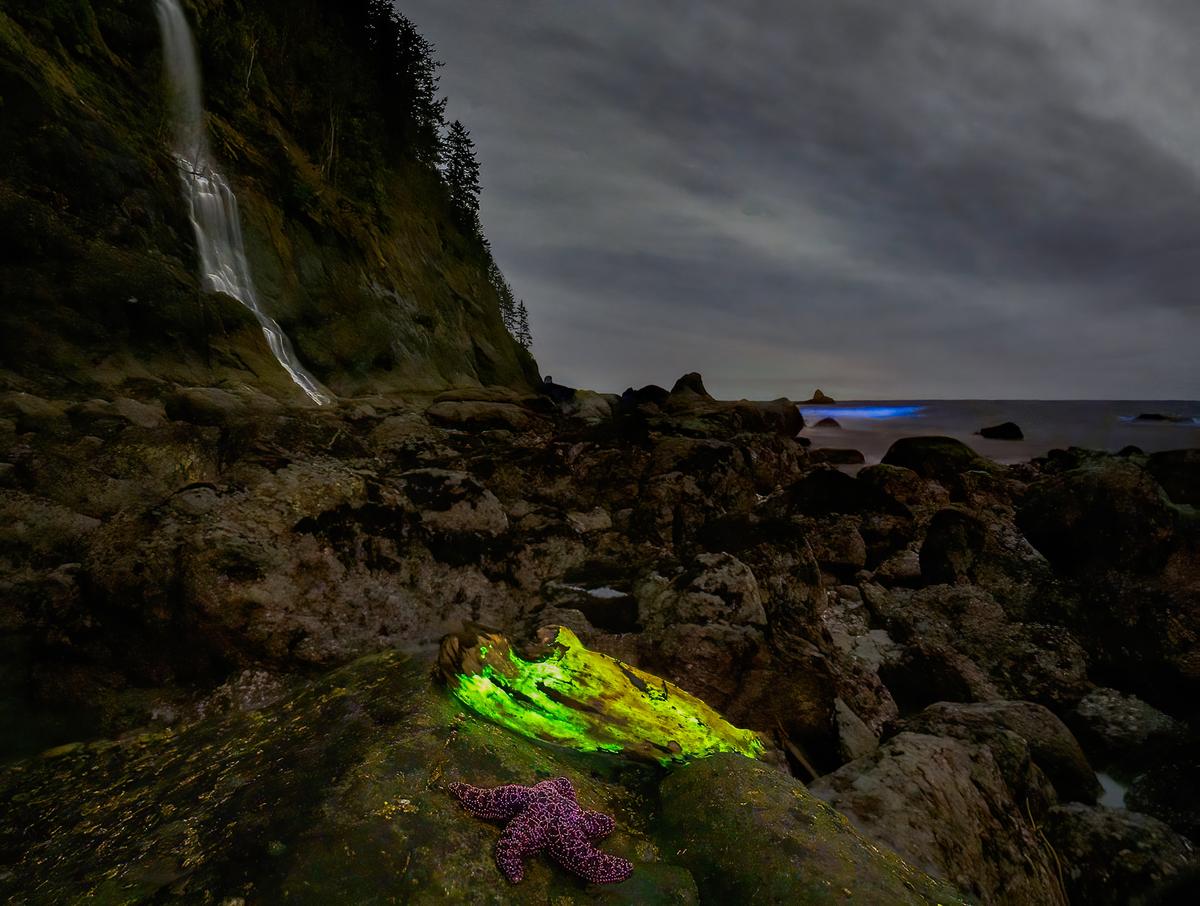 The green bioluminescent fungus and blue algae on La Push, Washington. (Courtesy of <a href="https://www.facebook.com/CAMITOLYMPICMEDIA/">Mathew Nichols Photography</a>)