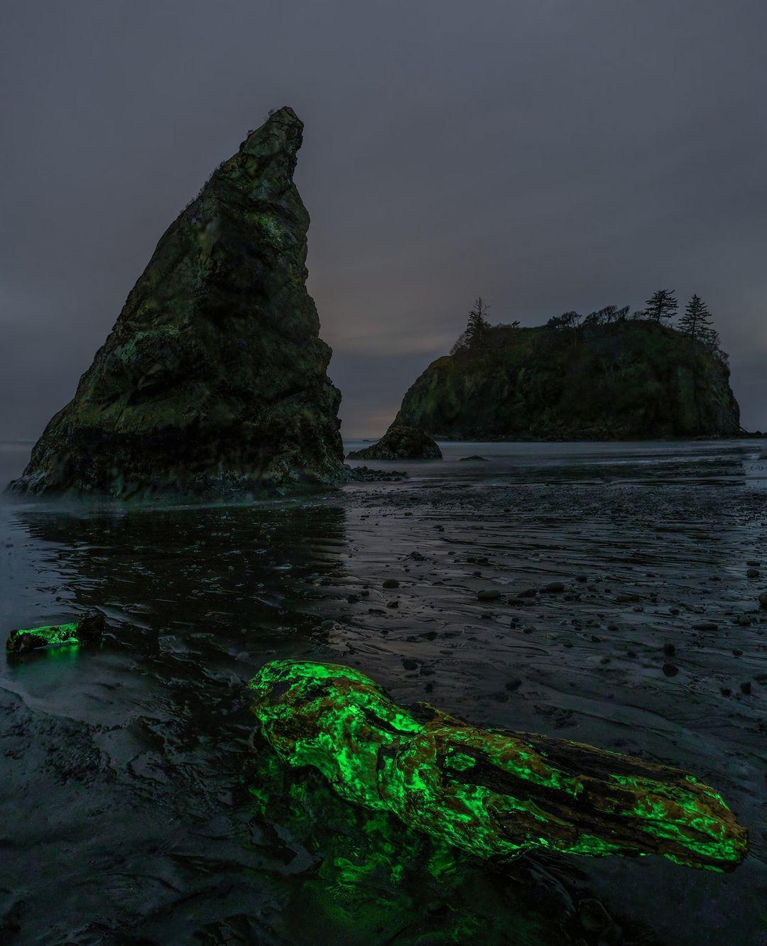 The green bioluminescent fungus glowing on Ruby Beach, Washington. (Courtesy of <a href="https://www.facebook.com/CAMITOLYMPICMEDIA/">Mathew Nichols Photography</a>)