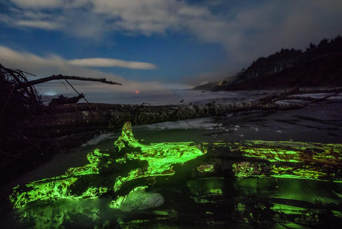 The green bioluminescent fungus glowing on Kalaloch Beach, Olympic National Park, Washington. (Courtesy of <a href="https://www.facebook.com/CAMITOLYMPICMEDIA/">Mathew Nichols Photography</a>)