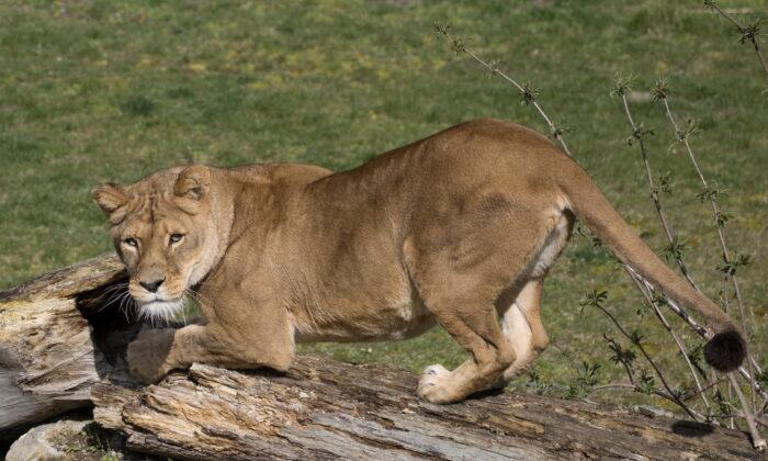 Lioness at Belgian Zoo Tests Positive for COVID-19