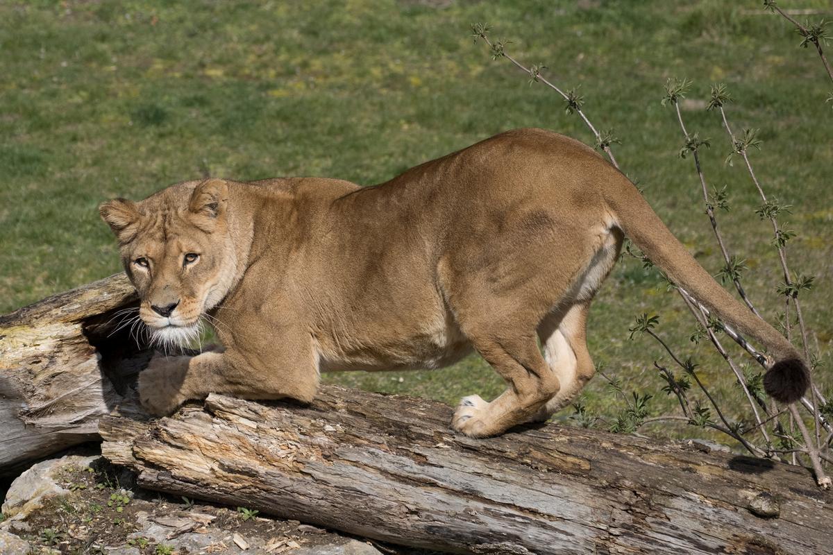Lioness at Belgian Zoo Tests Positive for COVID-19