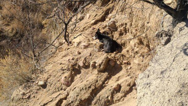 A dog later identified as Jessie Lee is stuck on a ledge above a creek in Colorado Springs, Colo., on Dec. 1, 2021. (Humane Society of the Pikes Peak Region via AP)