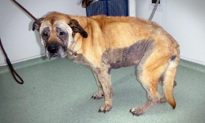 Elderly Dog Abandoned Before Christmas Had Given Up on Life—but Finds Loving Home Just in Time