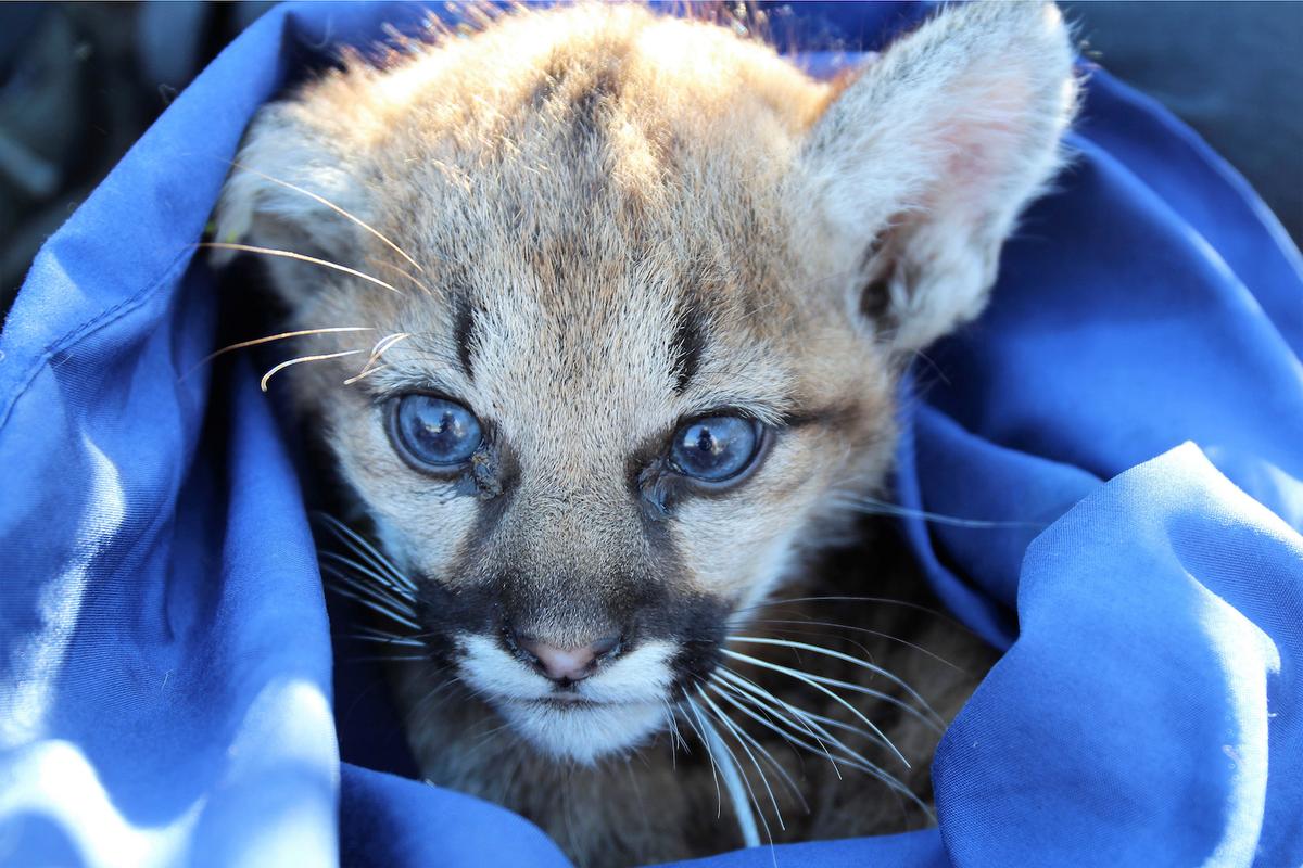 A mountain lion kitten that was discovered in Thousand Oaks, Calif., on Nov. 30, 2021.  (National Park Service via AP)