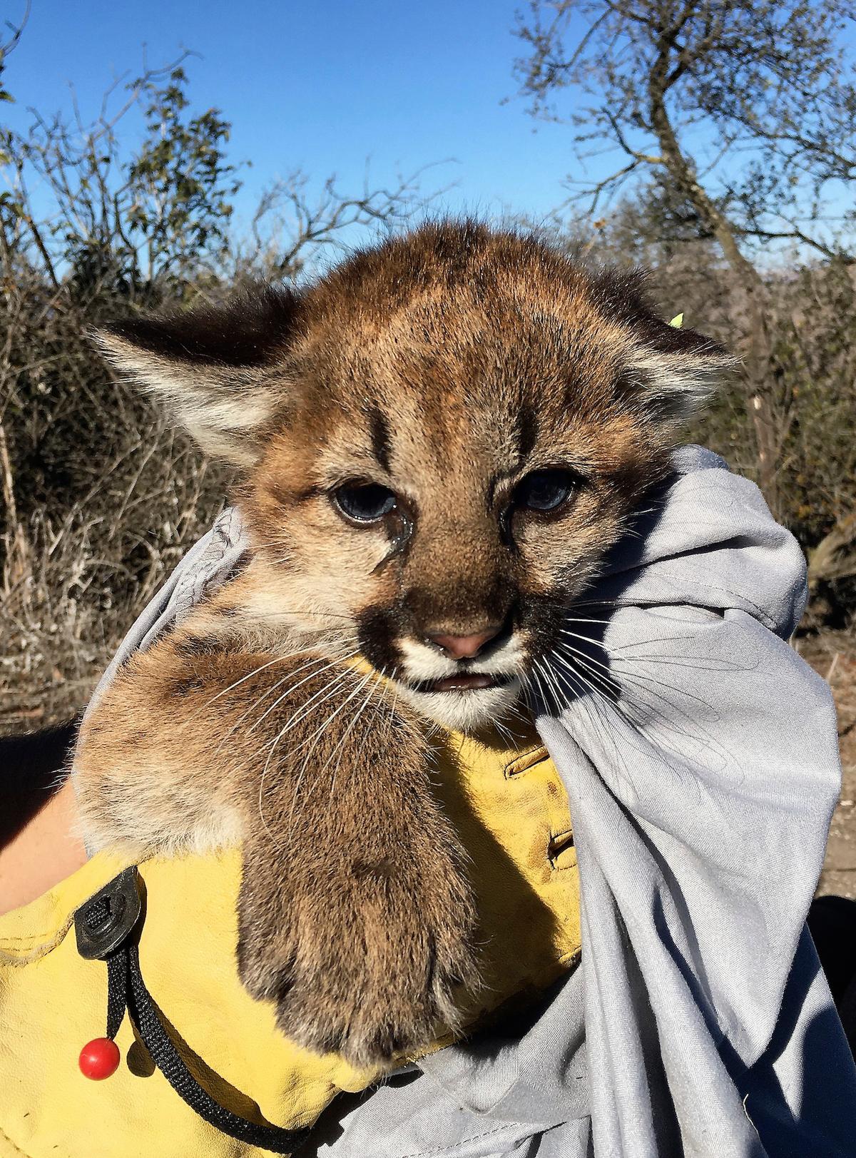 A mountain lion kitten that was discovered in Thousand Oaks, Calif., on Nov. 30, 2021. (National Park Service via AP)