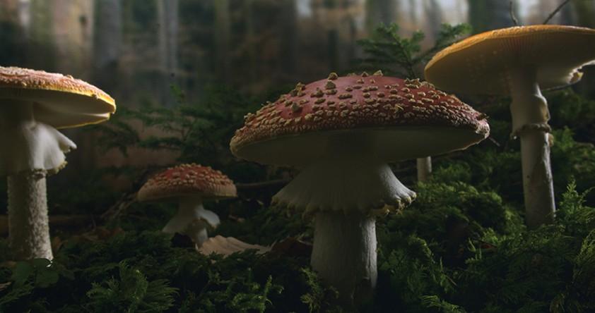 Mushrooms and many forms of fungi are used by trees as a form of computer network in "The Hidden Life of Trees." (MPI/Capelight Pictures)