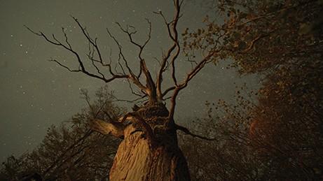 An ancient tree in "The Hidden Life of Trees." (MPI/Capelight Pictures)