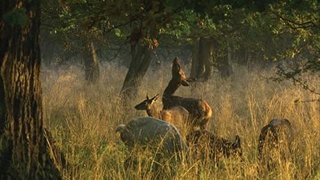 Deer looking for acorns in "The Hidden Life of Trees." (MPI/Capelight Pictures)