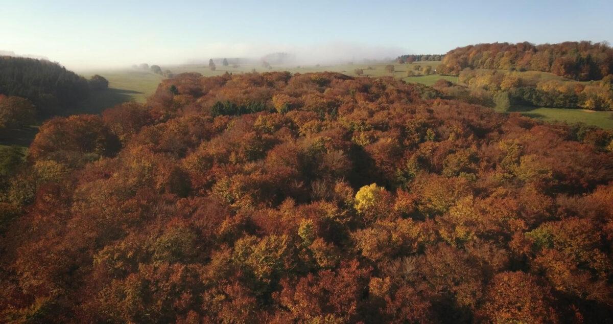 The occurrence of fall foliage is much more complicated than we think, as explained in "The Hidden Life of Trees." (MPI/Capelight Pictures)