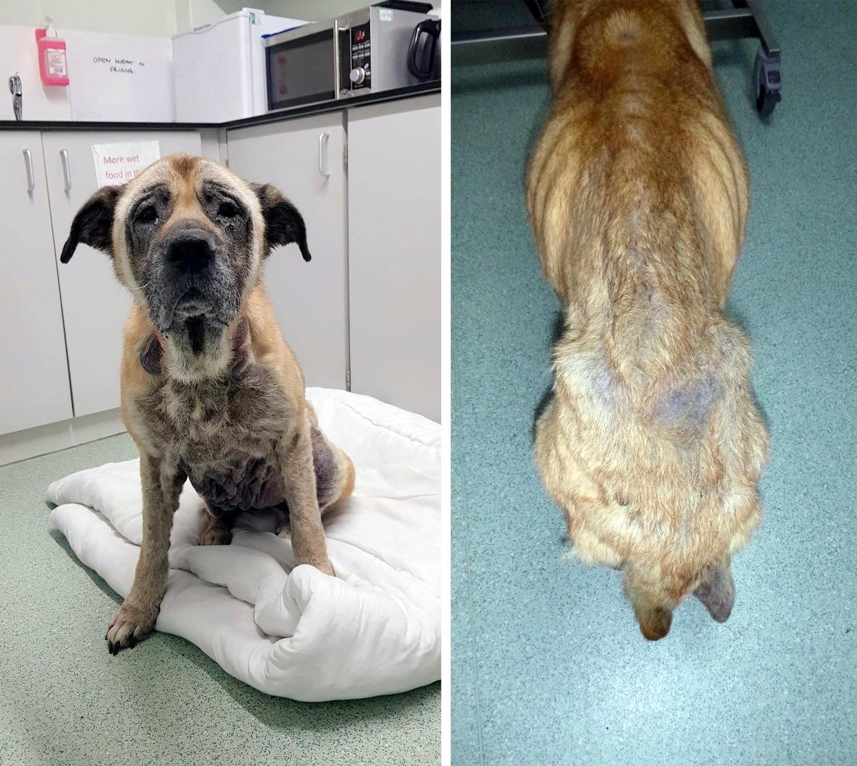 (Courtesy of <a href="https://www.rspca.org.uk/">RSPCA</a>)