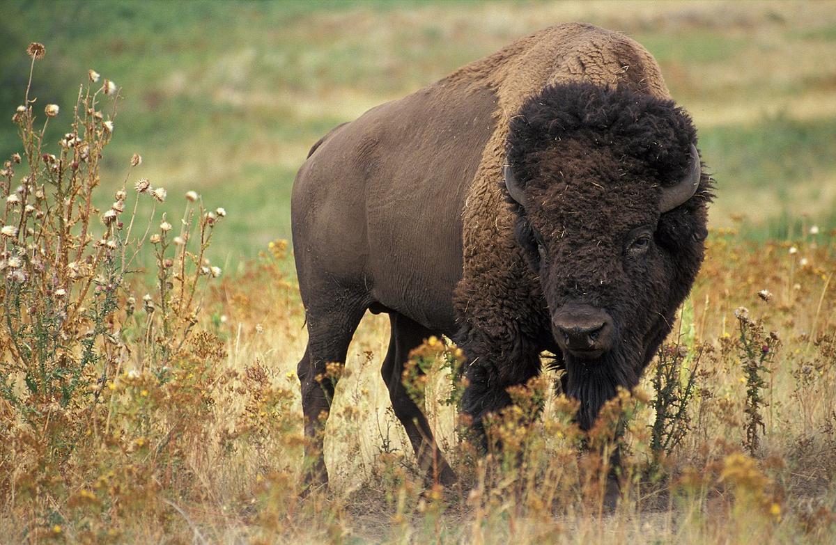 The Return of the Buffalo