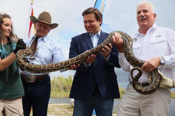 Florida Gov. Ron DeSantis helps hold a python as he kicks off the 2021 Python Challenge in the Everglades, Miami, Fla., on June 3, 2021. (Joe Raedle/Getty Images)