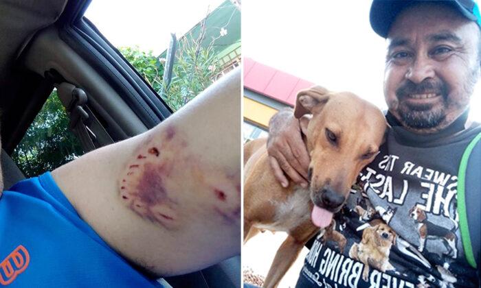 (Video) Man Keeps Feeding Stray Dog That Bit Him Hard; Now She Greets Him with Kisses