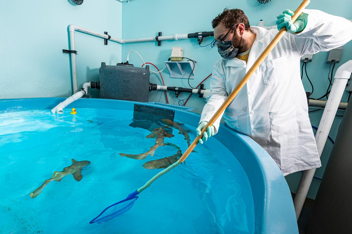 Graduate student Joseph Gallant feeds nurse sharks pieces of squid in the lab of Aaron LeBeau, associate professor of pathology at the University of Wisconsin-Madison on Dec. 15, 2021. (Bryce Richter/UW-Madison)
