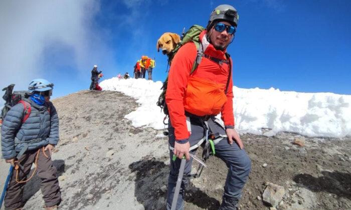 Stray Dog Gets Stranded on Mexico’s Highest Mountain for a Month—Until Rescuers Come for Him