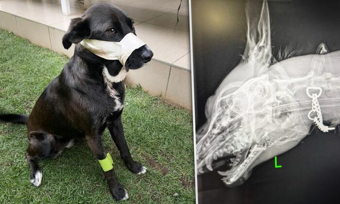Loyal Adopted Dog Takes Bullet in the Face to Protect Owners When Armed Robbers Break Into House