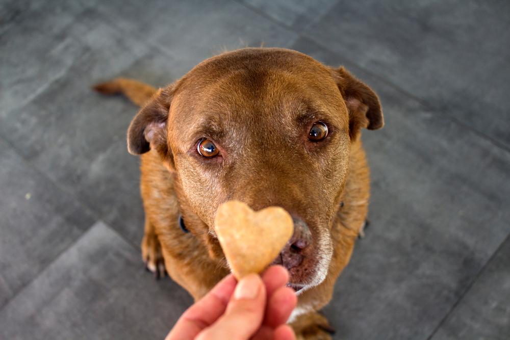 Before making homemade dog treats, examine the recipe carefully for toxic ingredients. (Maya Shustov/Shutterstock)
