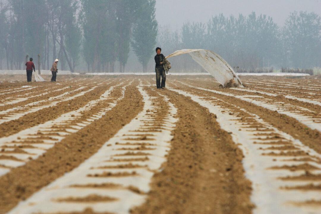 Xi Jinping Fears Food Shortage Amid Official Media Boasting ‘Good Harvests for 18 Years’