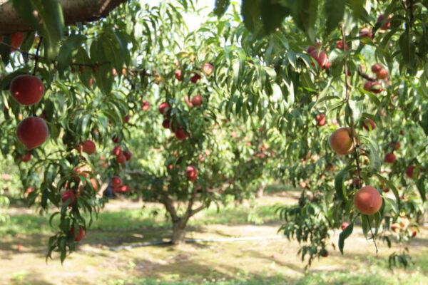 A peach orchard in Georgia. (Courtesy of The Peach Truck)