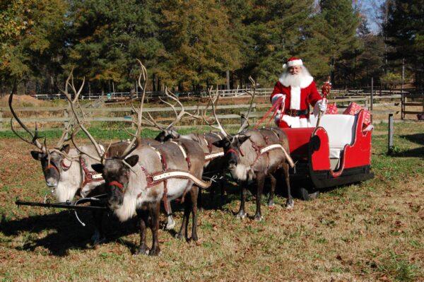 Scott Allen and his trained reindeer-for-rent practice with their sleigh at home at Pettit Creek Farms in Cartersville, Ga. (Pettit Creek Farms)