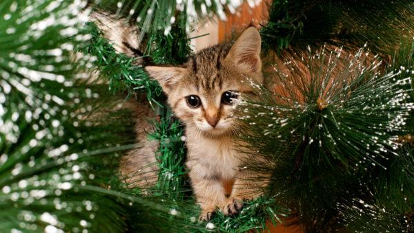 Needles from Christmas trees can penetrate paws, causing pain and infection. By Glovatskiy/Shutterstock