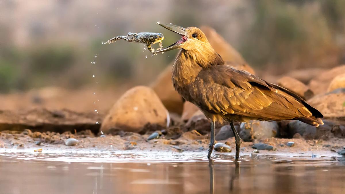 "Mid-Air Catch" by Daniel Zhang, United Kingdom. A toad appears to be jump into a hamerkop’s mouth in Zimanga Private Game Reserve in South Africa. (©Daniel Zhang/<a href="http://www.birdpoty.com/">Bird Photographer of the Year</a>)