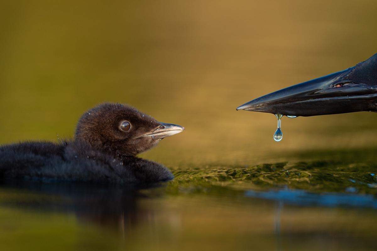 "Growing Up" by Raymond Hennessy, United States of America. A tiny common loon chick is dwarfed by the large bill of the adult next to it. (©Raymond Hennessy/<a href="http://www.birdpoty.com/">Bird Photographer of the Year</a>)