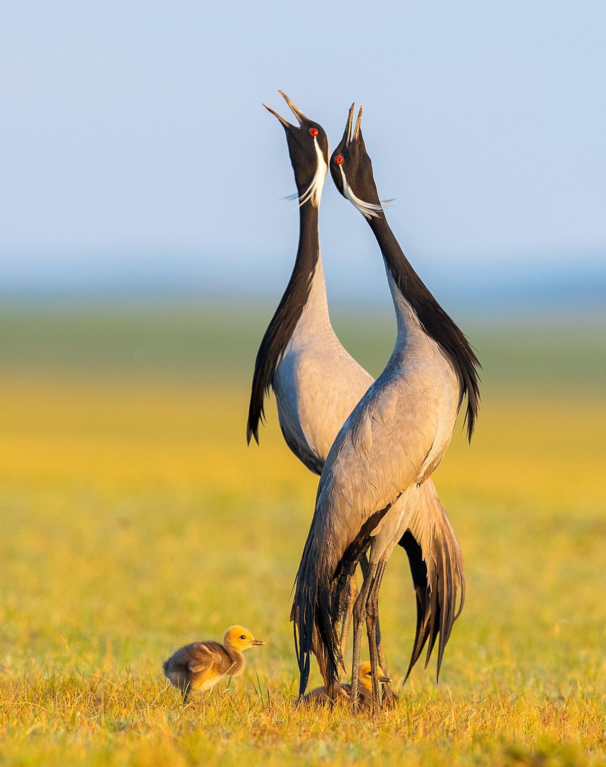 "Sing Heartily" by Maofeng Shen, China. Cranes on the vast grasslands of Keshiketeng during June mating season in Inner Mongolia. (©Maofeng Shen/<a href="http://www.birdpoty.com/">Bird Photographer of the Year</a>)
