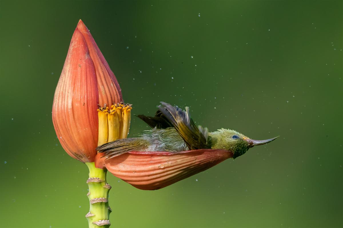 "Floral Bather" by Mousam Ray, India. A female crimson sunbird bathes in the water stored in a banana flower petal in Cooch Behar, West Bengal. (©Mousam Ray/<a href="http://www.birdpoty.com/">Bird Photographer of the Year</a>)