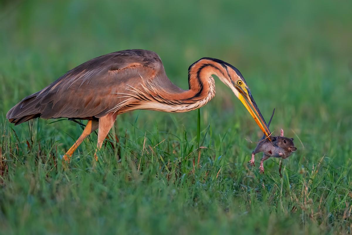 "The Face of Death" by Massimiliano Apollo, Italy. A purple heron takes advantage of the abundance of prey present in the rice fields in late summer in northern Italy, prior to migrating south. (©Massimiliano Apollo/<a href="http://www.birdpoty.com/">Bird Photographer of the Year</a>)