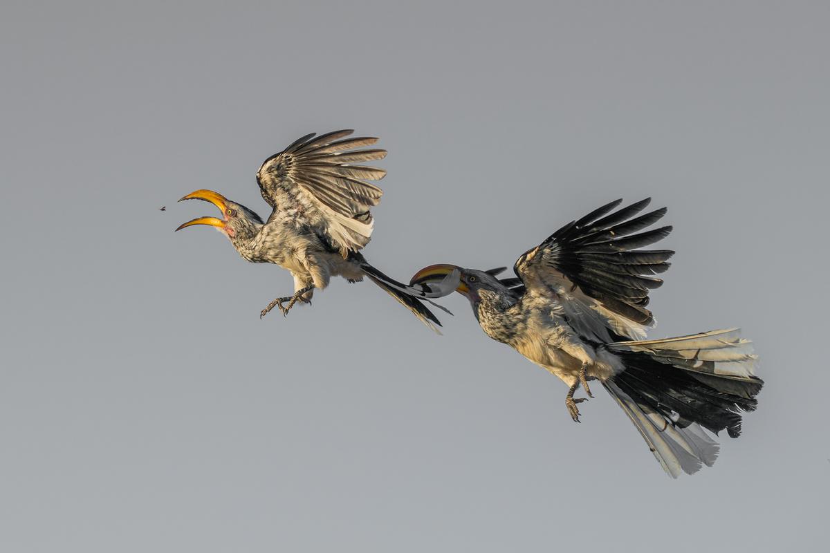 "First Come, First Served" by Hannes Lochner, South Africa. The moment when two southern yellow-billed hornbills chase after the same insect in a midair competition. (©Hannes Lochner/<a href="http://www.birdpoty.com/">Bird Photographer of the Year</a>)