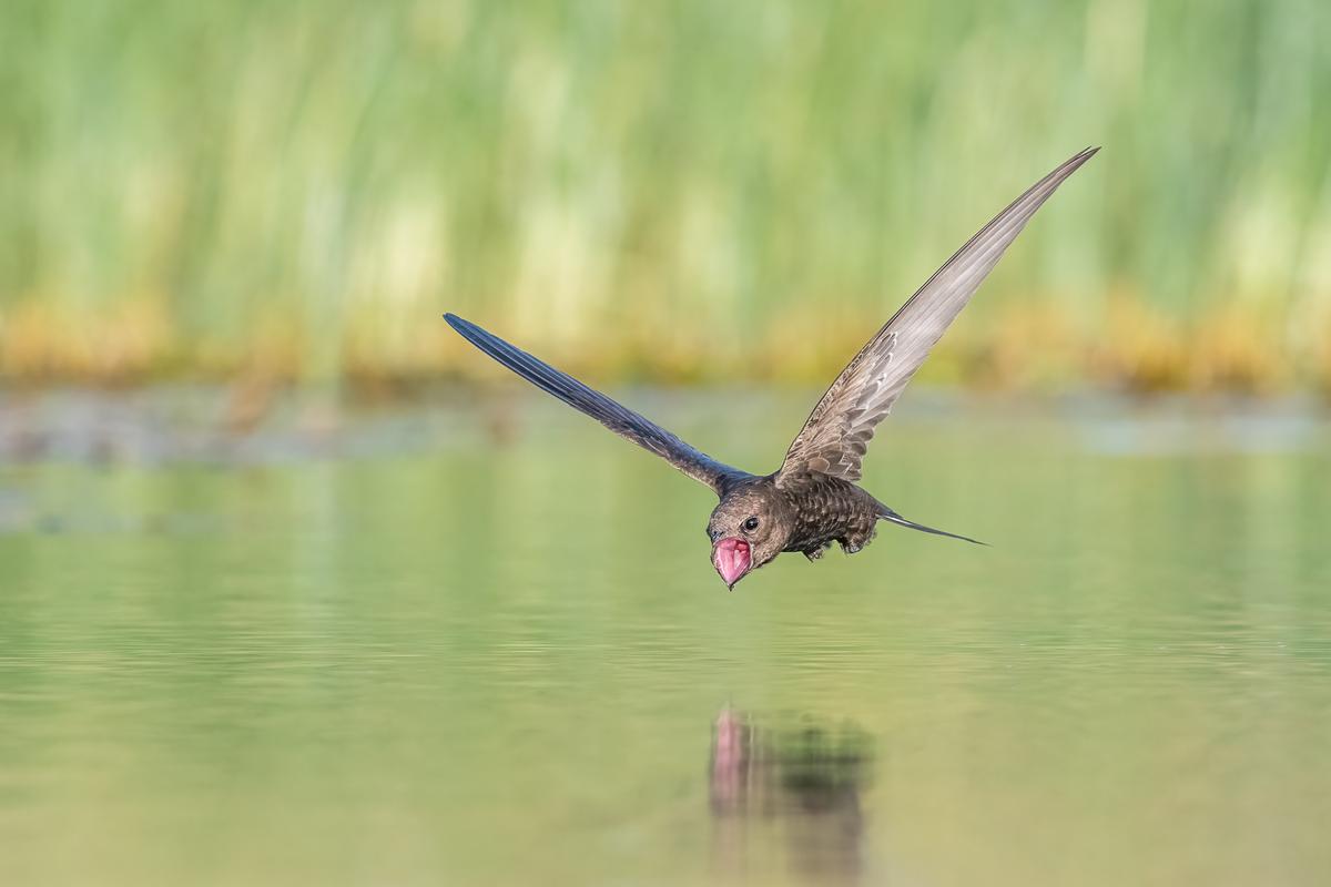 "Thirsty" by Tzahi Finkelstein, Israel. A common swift captured in flight while taking a sip of water. (©Tzahi Finkelstein/<a href="http://www.birdpoty.com/">Bird Photographer of the Year</a>)