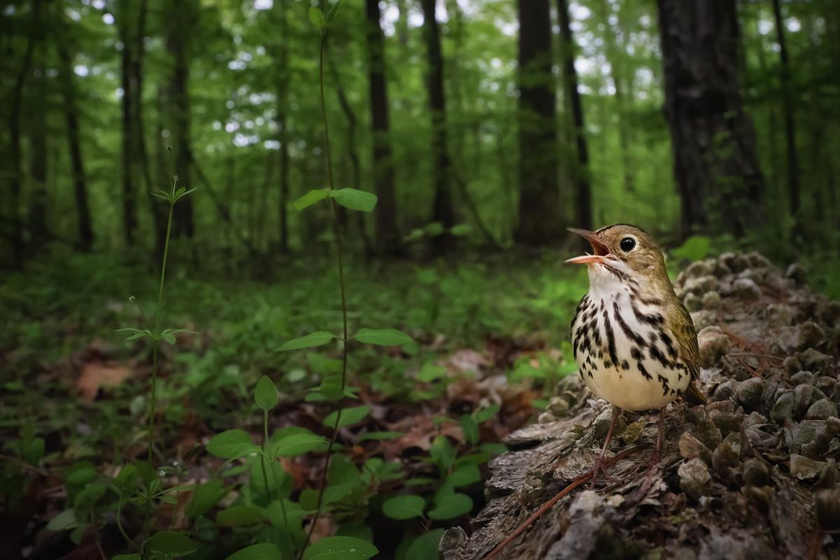 "Claiming the Forest Floor" by Joshua Galicki, United States of America. A male ovenbird singing on top of a fallen log, staking a claim to a breeding territory shortly after arriving from a lengthy migration to the northeast United States. (©Joshua Galicki/<a href="http://www.birdpoty.com/">Bird Photographer of the Year</a>)
