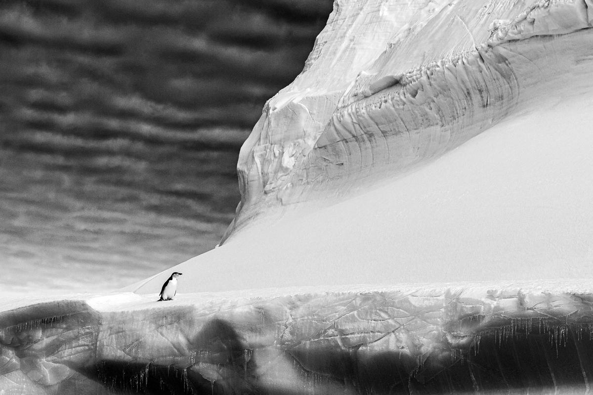 "Chinstrap Penguin" by Renato Granieri, United Kingdom. A single chinstrap penguin on top of a giant iceberg in Antarctica. (©Renato Granieri/<a href="http://www.birdpoty.com/">Bird Photographer of the Year</a>)