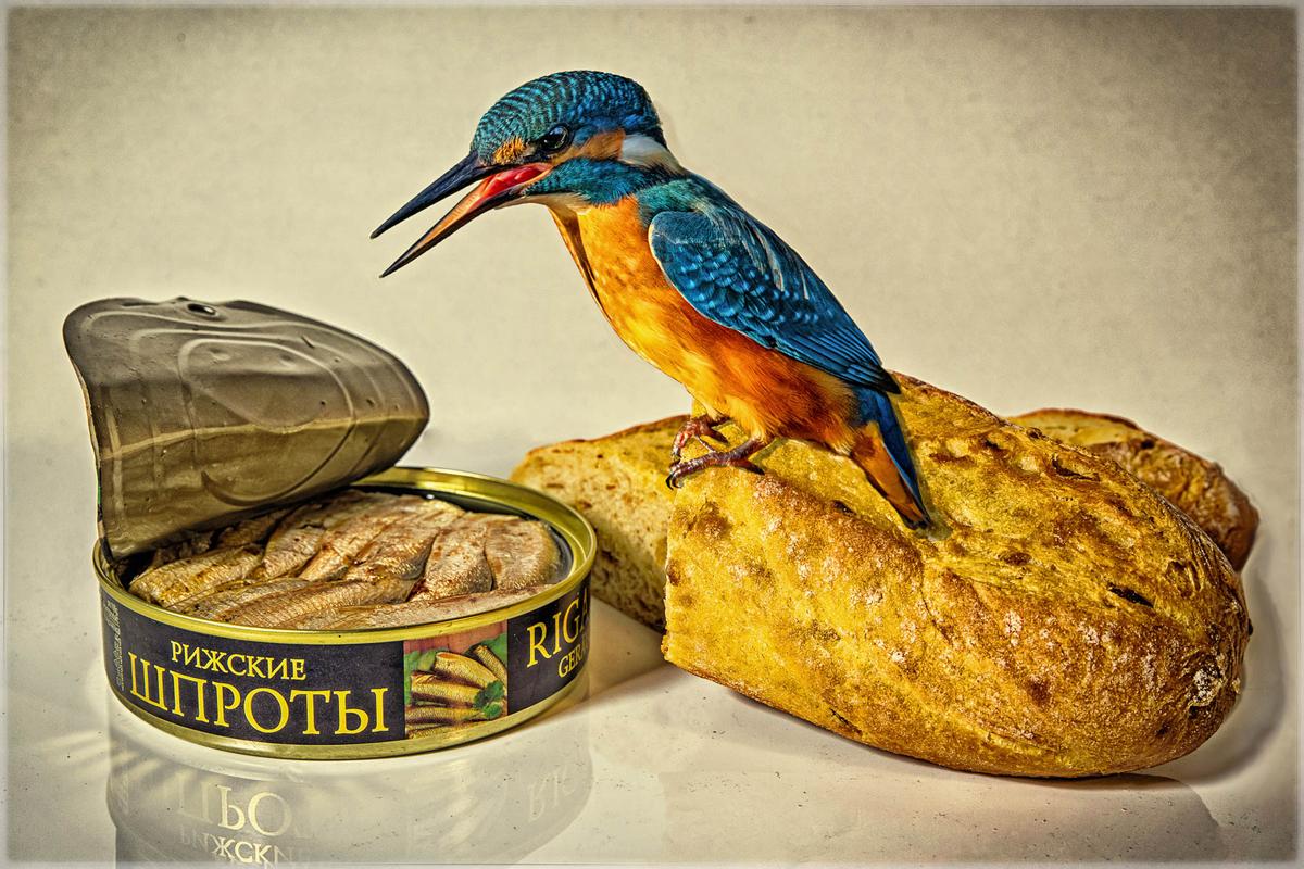 "Sprats and Bread" by Ruediger Schulz, Germany. A kingfisher with a "photogenic" tin of fish and a bread perch composed photographically and then edited with Nik Color Efex Pro4. (©Ruediger Schulz/<a href="http://www.birdpoty.com/">Bird Photographer of the Year</a>)