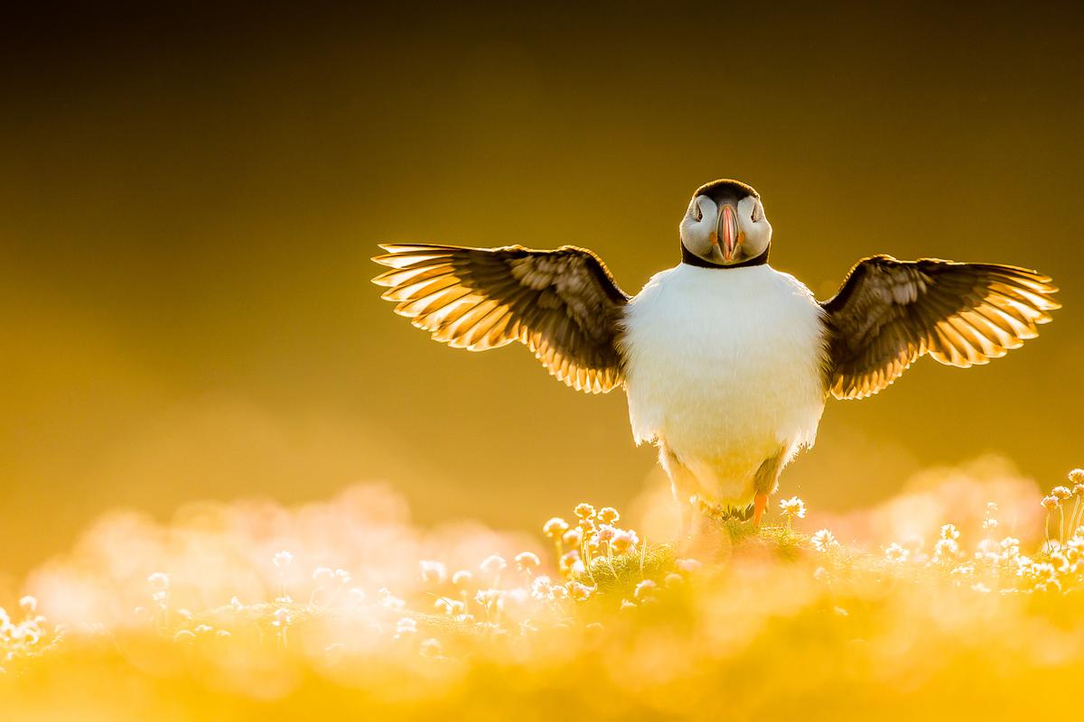 Winner of the Portfolio Award: "Wing Stretch" by Kevin Morgans, United Kingdom. A beautifully backlit puffin depicted in the gold hues of sunset in the Shetland archipelago/ Fair Isle. (©Kevin Morgans/<a href="http://www.birdpoty.com/">Bird Photographer of the Year</a>)