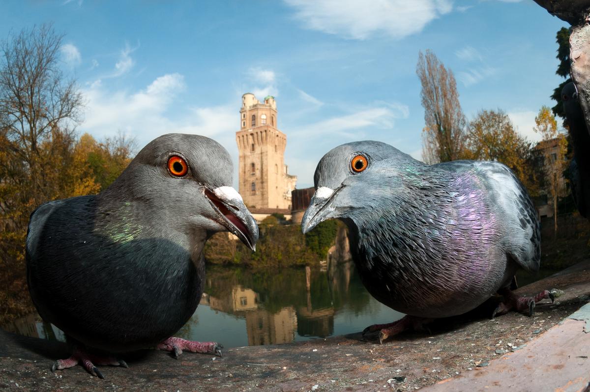 "The Guardians" by Paolo Crocetta, Italy. A pair of feral pigeons on an impressive bridge in Padua in northern Italy. (©Paolo Crocetta/<a href="http://www.birdpoty.com/">Bird Photographer of the Year</a>)