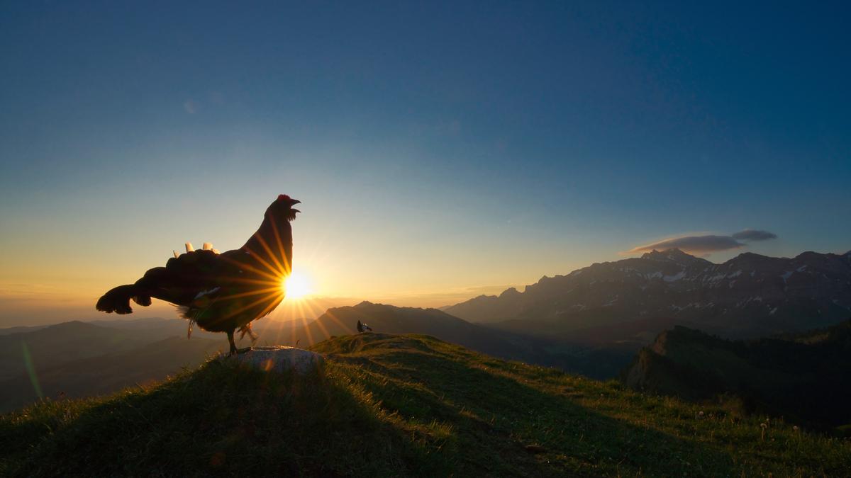 "Morning Lek" by Levi Fitze, Switzerland. A black grouse lekking at sunrise in the Alps. (©Levi Fitze/<a href="http://www.birdpoty.com/">Bird Photographer of the Year</a>)