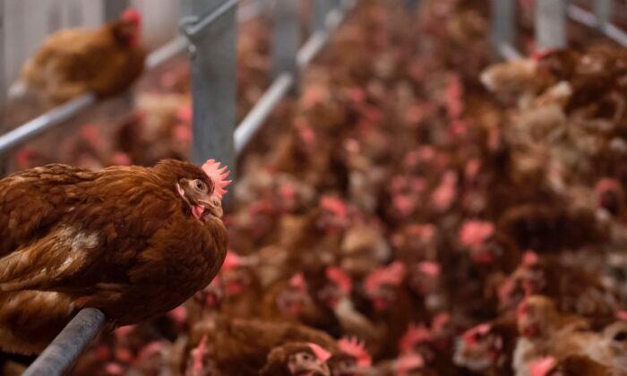 Czech Republic Reports Bird Flu Outbreak at Farm With 188,000 Poultry