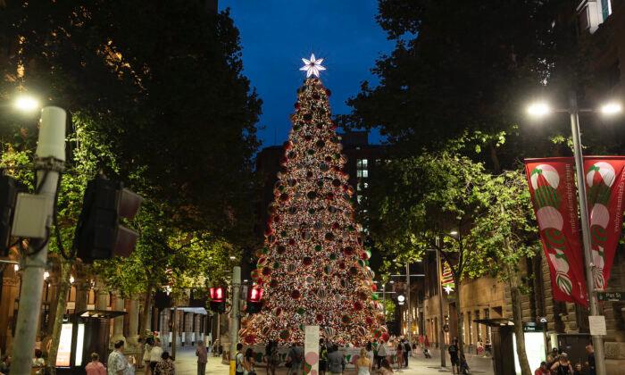 Christmas Tree Shortage Stumps Australian Holiday Celebrations