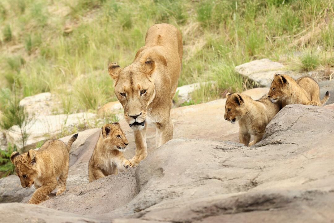 Five Lions Caught After Escape From Sydney’s Taronga Zoo
