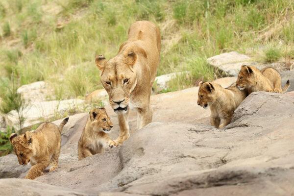 Mother 'Maya' and her four lion cubs. (Cameron Spencer/Getty Images)