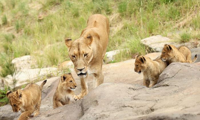 Five Lions Caught After Escape From Sydney’s Taronga Zoo